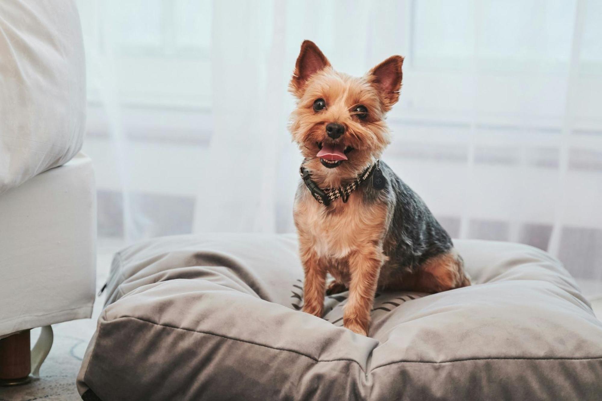 Sheraton Sopot Hotel Dış mekan fotoğraf Yorkshire Terrier